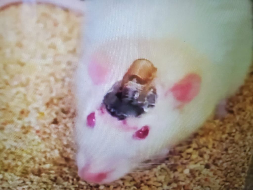 AI Mice Control China