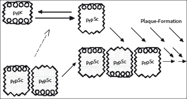 Description : Diagramm_7_Prusines_Plaque_Formation_Model.png